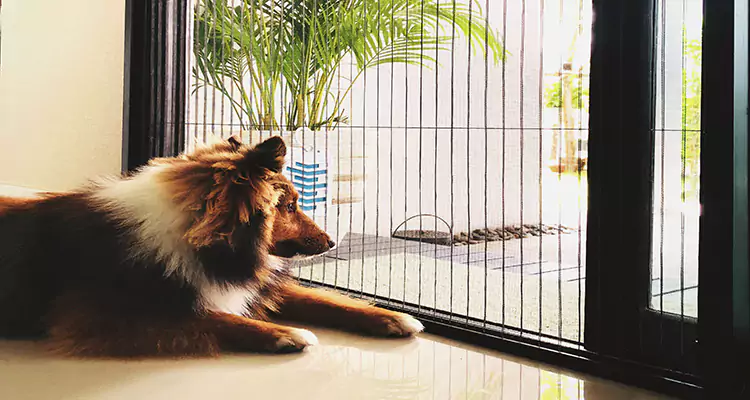 Sliding Screen Pet Door Repair in Winter Haven, FL